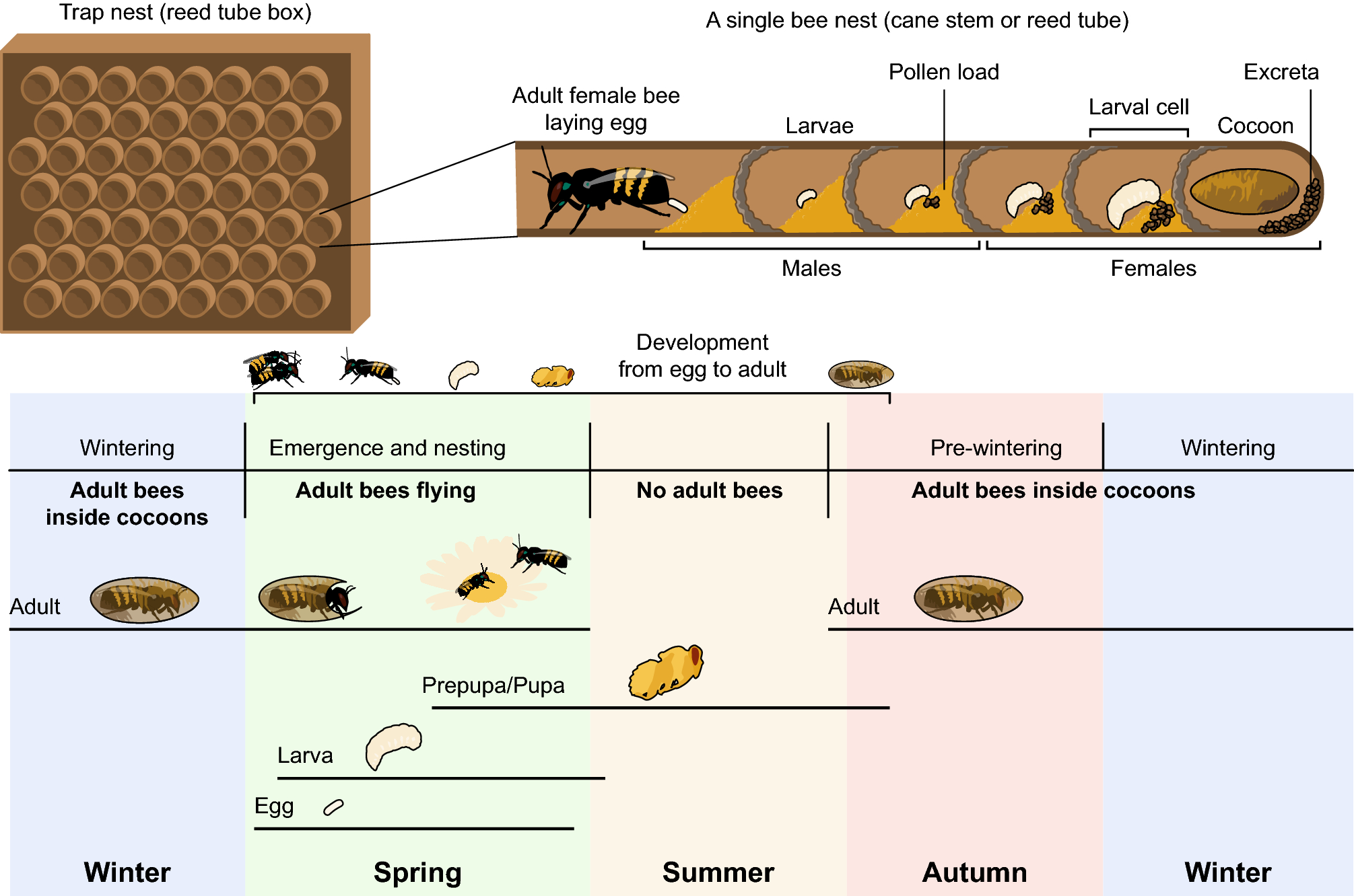 Stoichiometric Niche Nutrient Partitioning And Resource Allocation In A Solitary Bee Are Sex Specific And Phosphorous Is Allocated Mainly To The Cocoon Scientific Reports