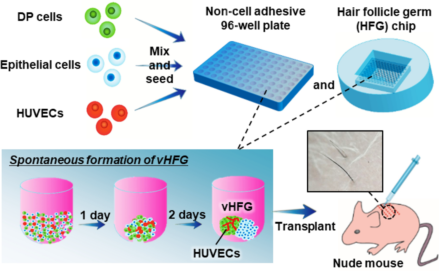 Hair follicle germs containing vascular endothelial cells for hair regenerative medicine | Scientific Reports Hair follicle germs containing vascular endothelial cells for hair regenerative medicine | Scientific Reports
