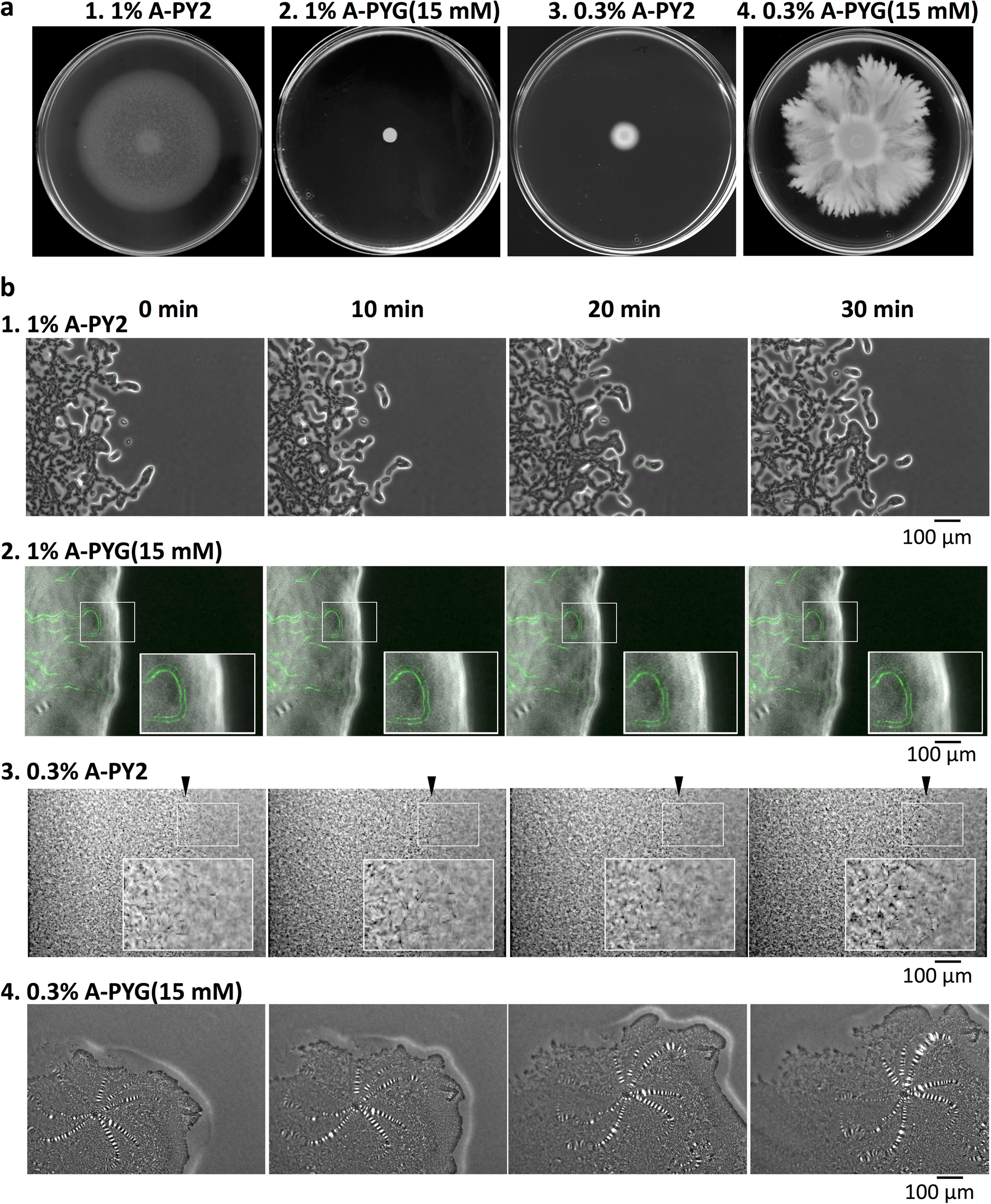 Colony spreading of the gliding bacterium Flavobacterium johnsoniae in the  absence of the motility adhesin SprB | Scientific Reports