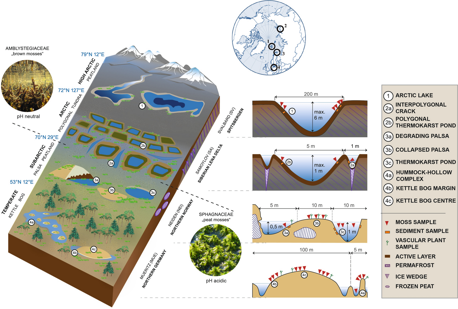 Environmental patterns of brown moss- and Sphagnum-associated microbial  communities | Scientific Reports