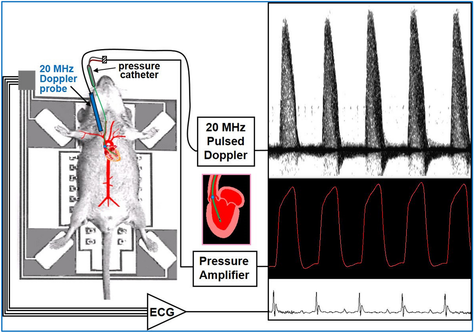 Aortic acceleration as a noninvasive index of left ventricular contractility in the mouse Scientific Reports