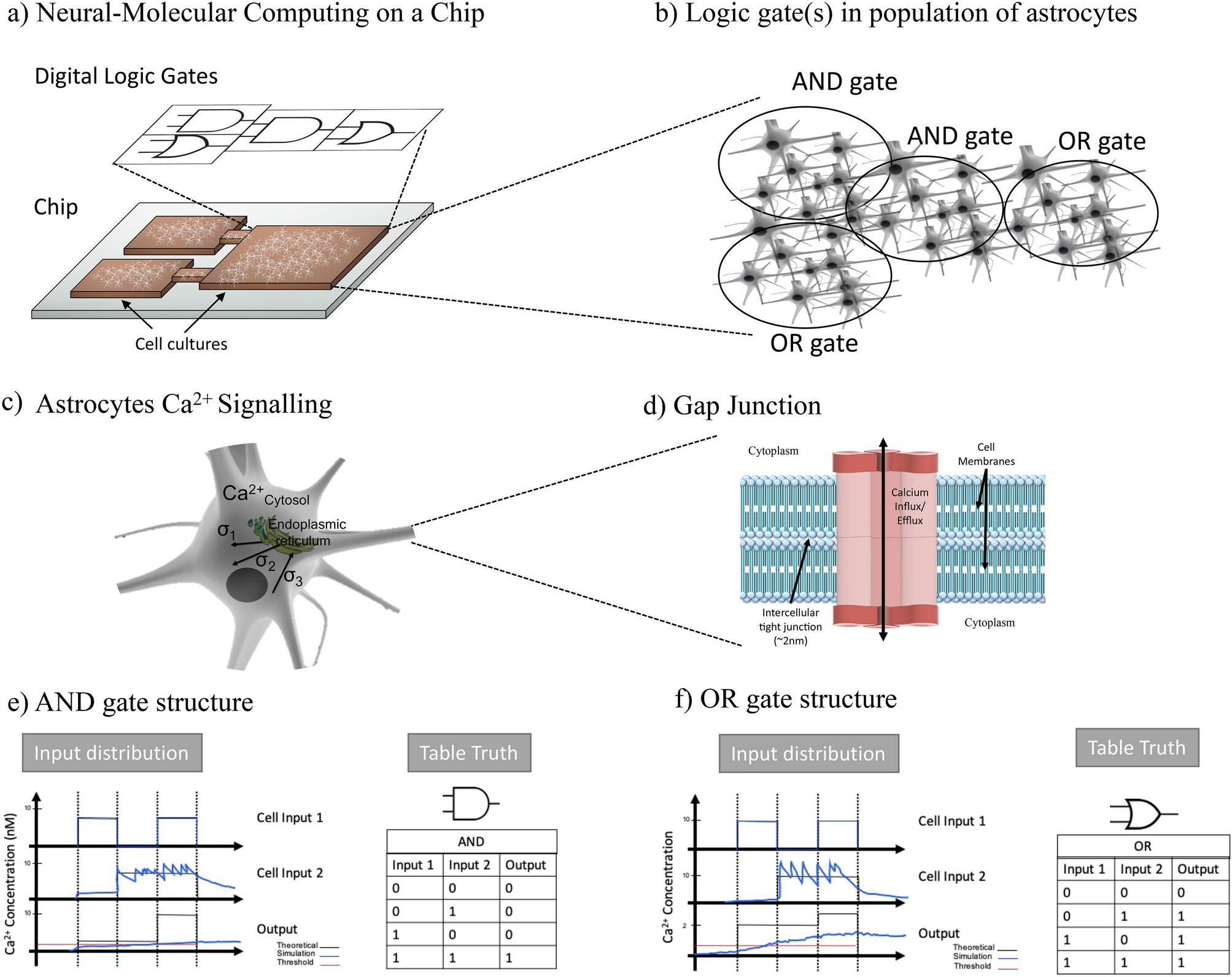 Engineering calcium signaling of astrocytes for neural–molecular computing  logic gates | Scientific Reports