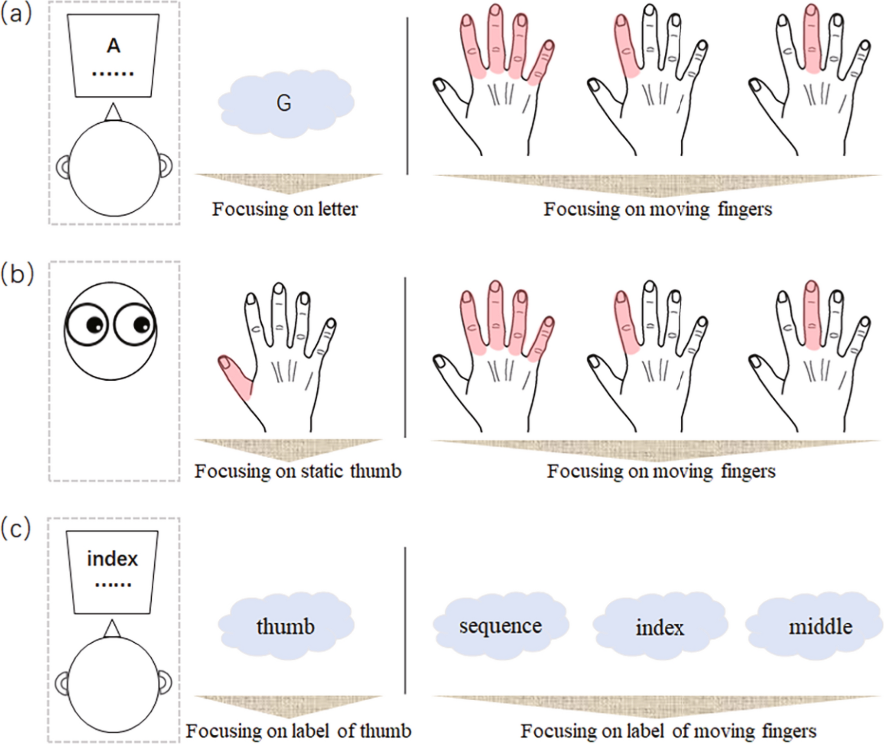 Attentional focus modulates automatic finger-tapping movements