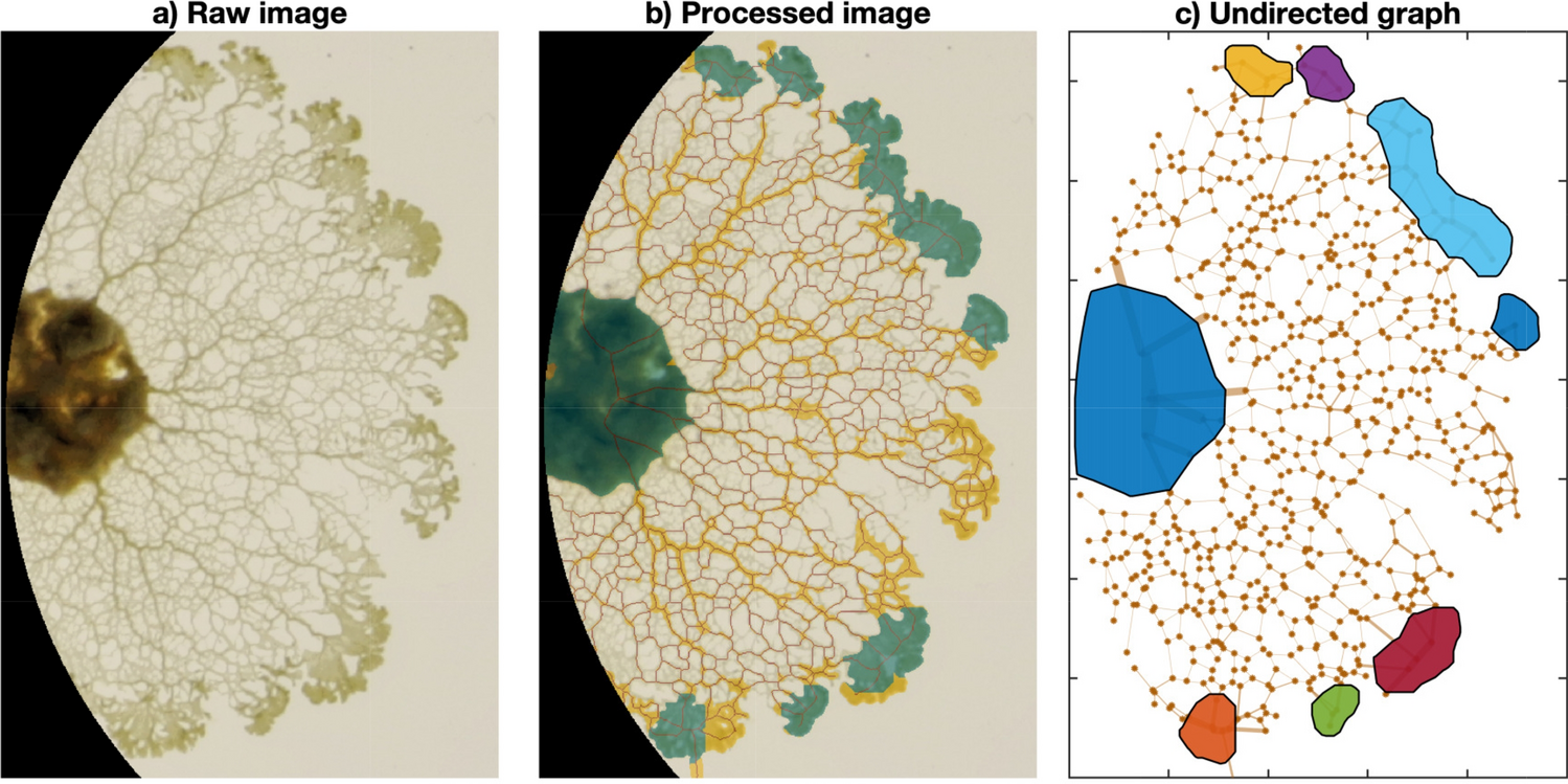 Substrate and cell fusion influence on slime mold network dynamics |  Scientific Reports
