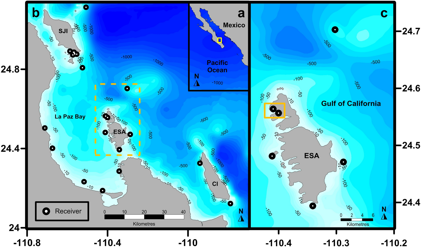 Description Of First Nursery Area For A Pygmy Devil Ray Species Mobula Munkiana In The Gulf Of California Mexico Scientific Reports