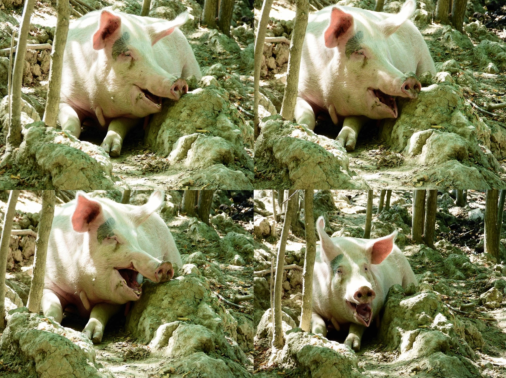 Yawn contagion in domestic pigs (Sus scrofa) | Scientific Reports