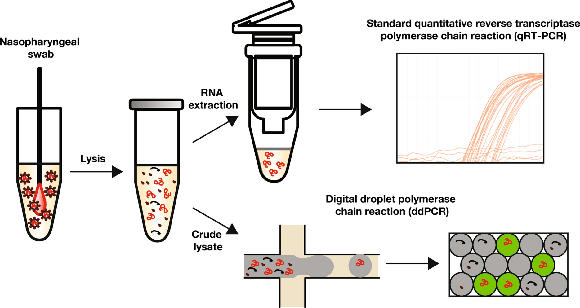 Digital droplet PCR accurately quantifies SARS-CoV-2 viral load from crude  lysate without nucleic acid purification | Scientific Reports
