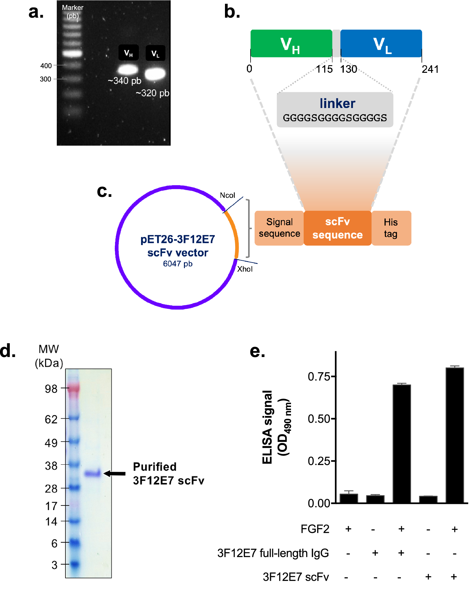 Generation and functional characterization of a single-chain variable  fragment (scFv) of the anti-FGF2 3F12E7 monoclonal antibody