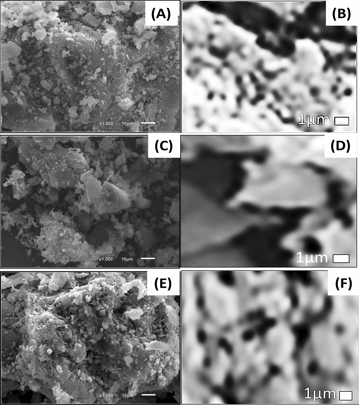 Design Characterization And Adsorption Properties Of Padina Gymnospora Zeolite Nanocomposite For Congo Red Dye Removal From Wastewater Scientific Reports Design Characterization And Adsorption Properties Of Padina Gymnospora Zeolite Nanocomposite For Congo Red Dye Removal From Wastewater Scientific Reports