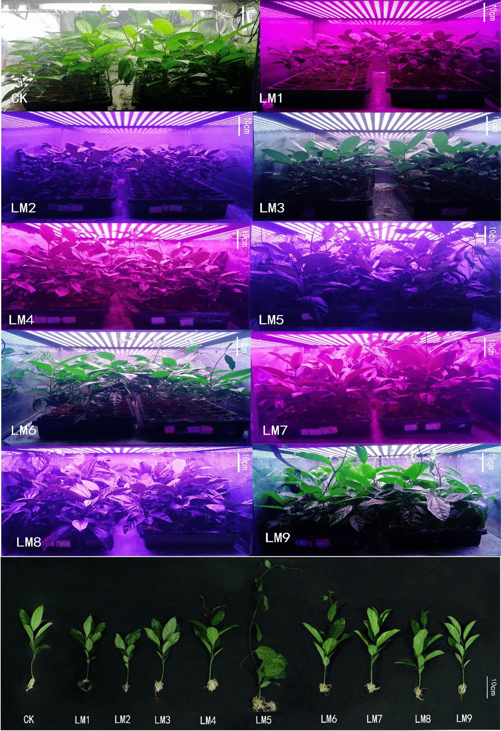 Increasing the performance of Passion fruit (Passiflora edulis) seedlings  by LED light regimes | Scientific Reports