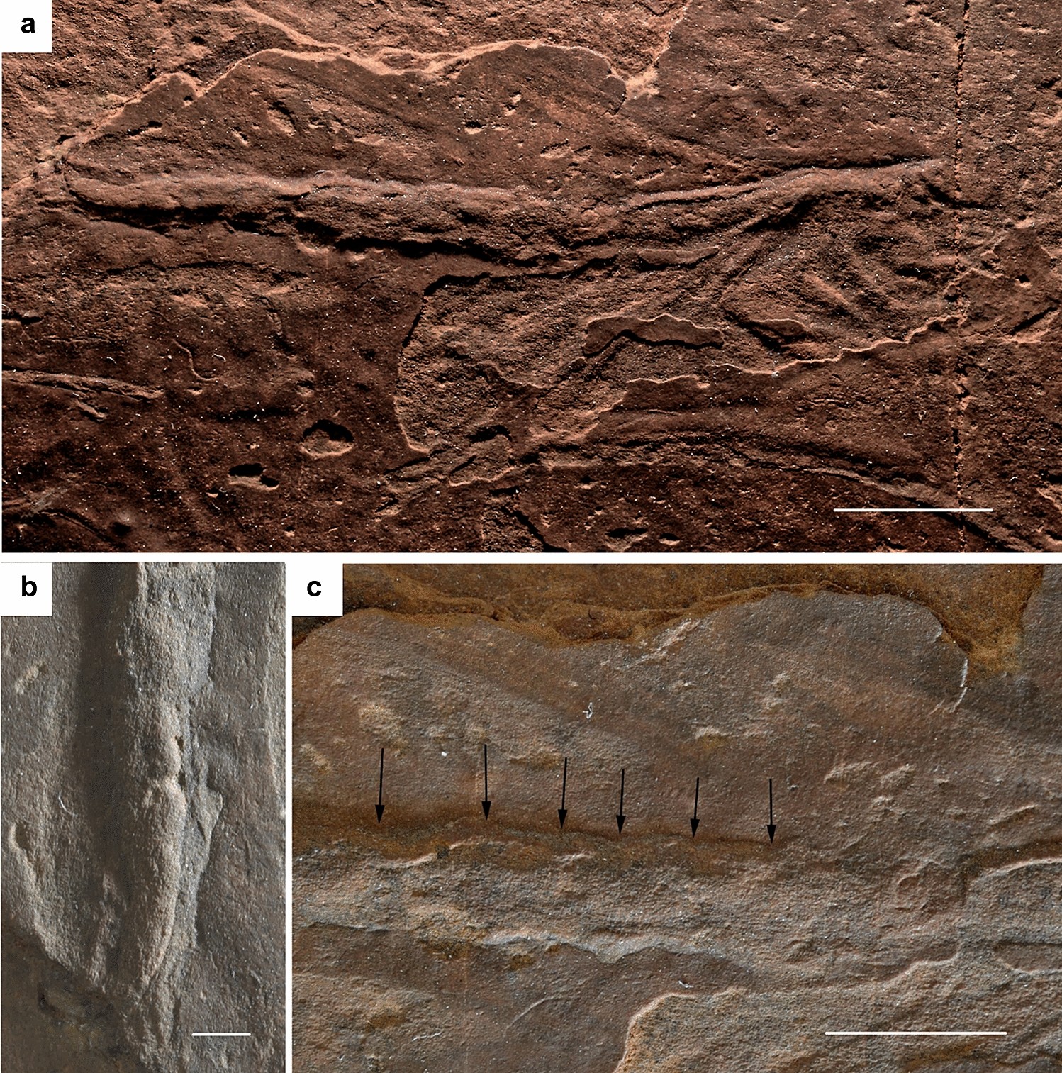 A twig-like insect stuck in the Permian mud indicates early origin of an  ecological strategy in Hexapoda evolution | Scientific Reports