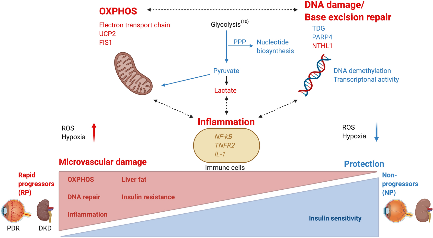 glutathion and covid The Role of Glutathione in Protecting against the Severe Inflammatory  Response Triggered by COVID-19
