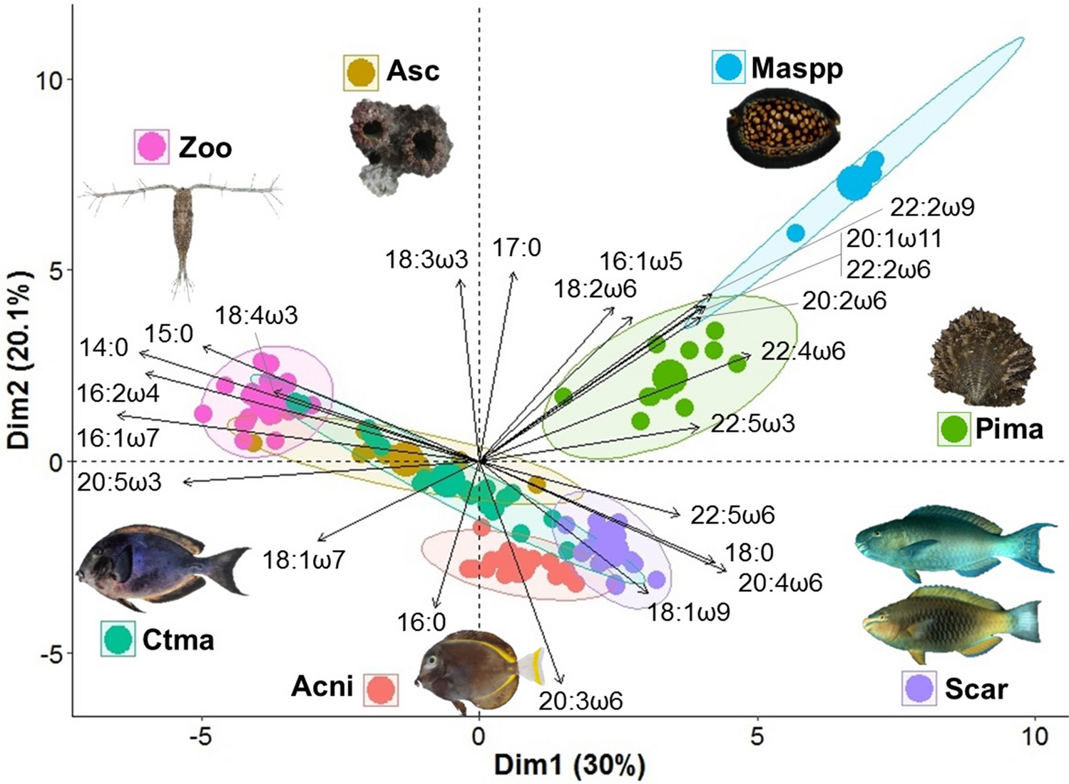 Primary Consumers: Herbivores of the Reef