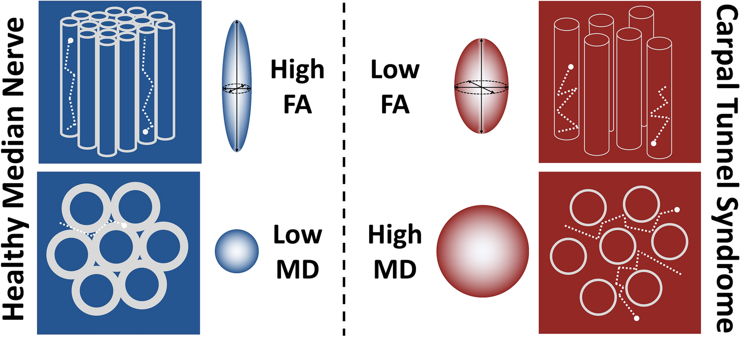 Diffusion tensor. Diffusion tensor