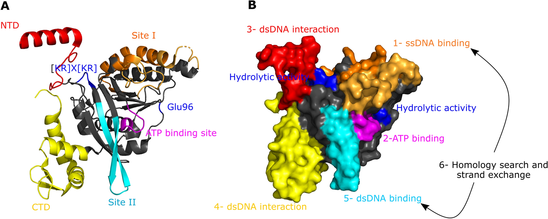 The RecA proteins of Deinococcus radiodurans and Escherichia coli