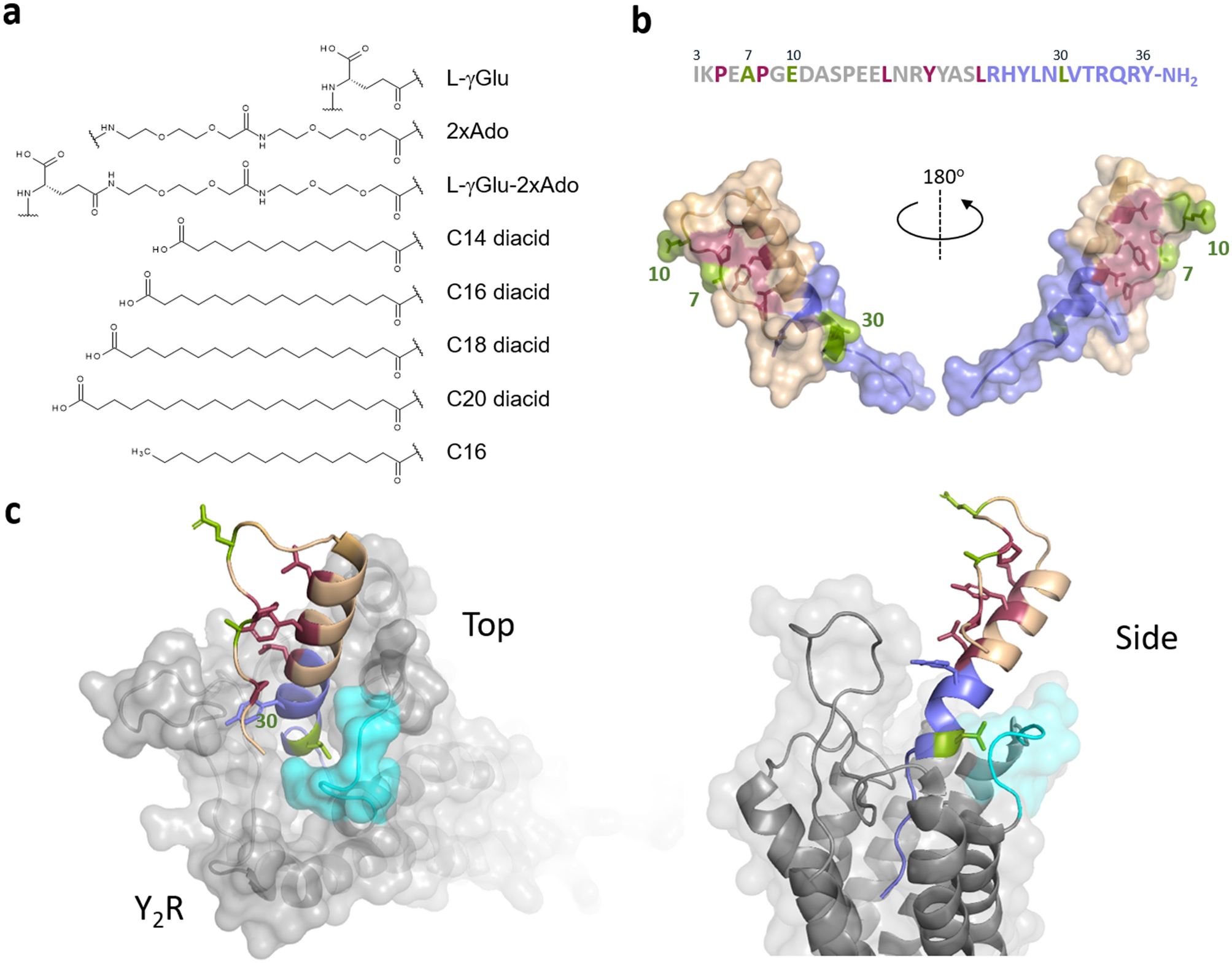 semaglutide albumin binding Enhanced plasma half-life and efficacy of engineered human albumin-fused GLP-1 despite enzymatic cleavage of its C-terminal end semaglutide albumin binding Enhanced plasma half-life and efficacy of engineered human albumin-fused GLP-1 despite enzymatic cleavage of its C-terminal end