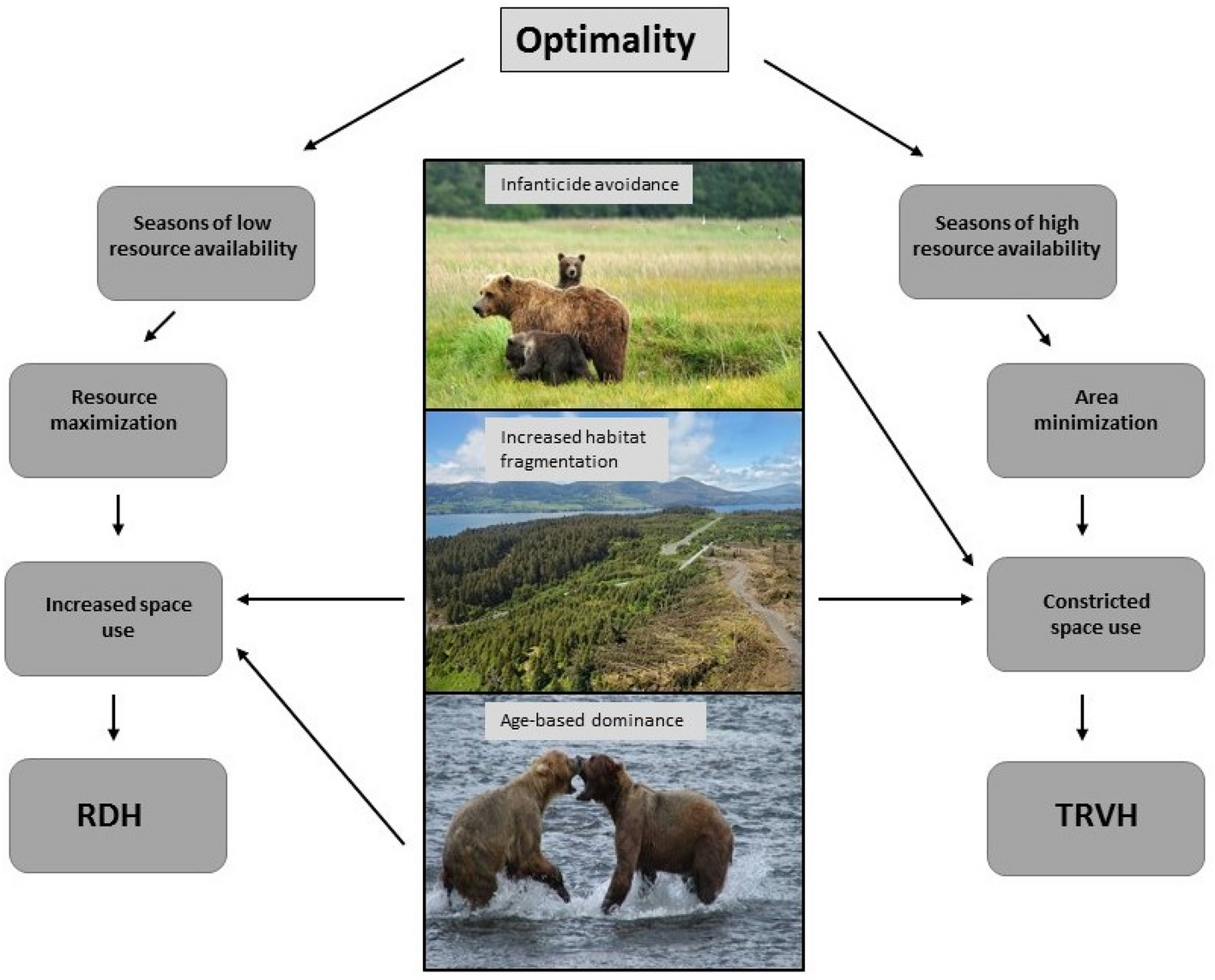 Variable intraspecific space use supports optimality in an apex 