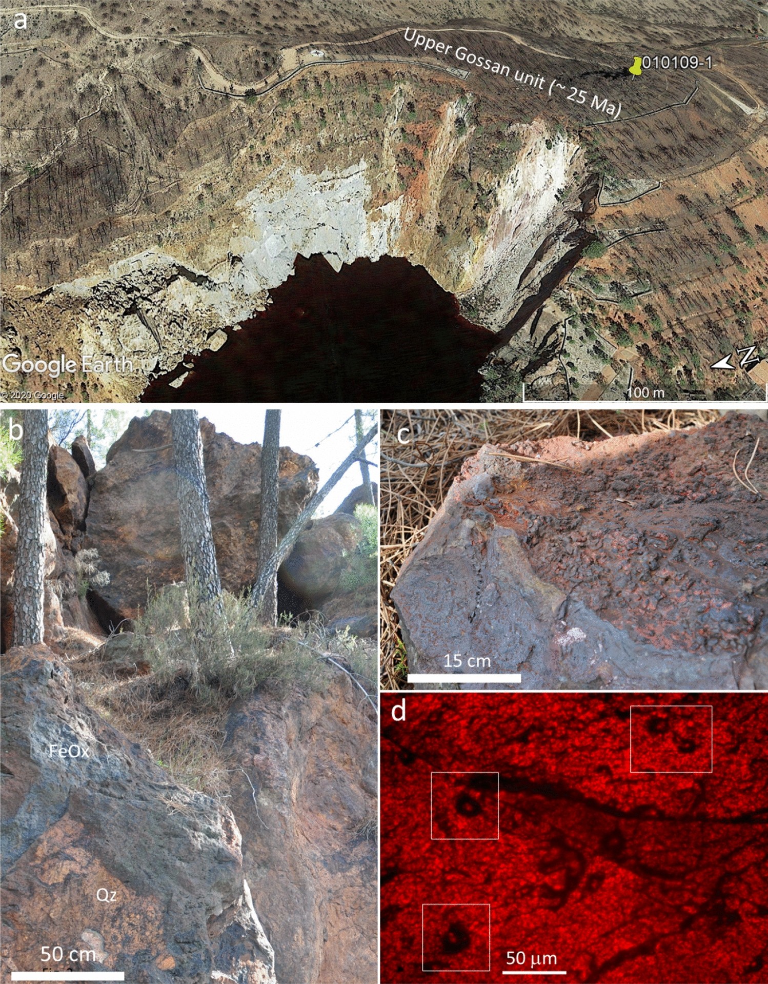 Unveiling Microbial Preservation Under Hyperacidic And Oxidizing Conditions In The Oligocene Rio Tinto Deposit Scientific Reports
