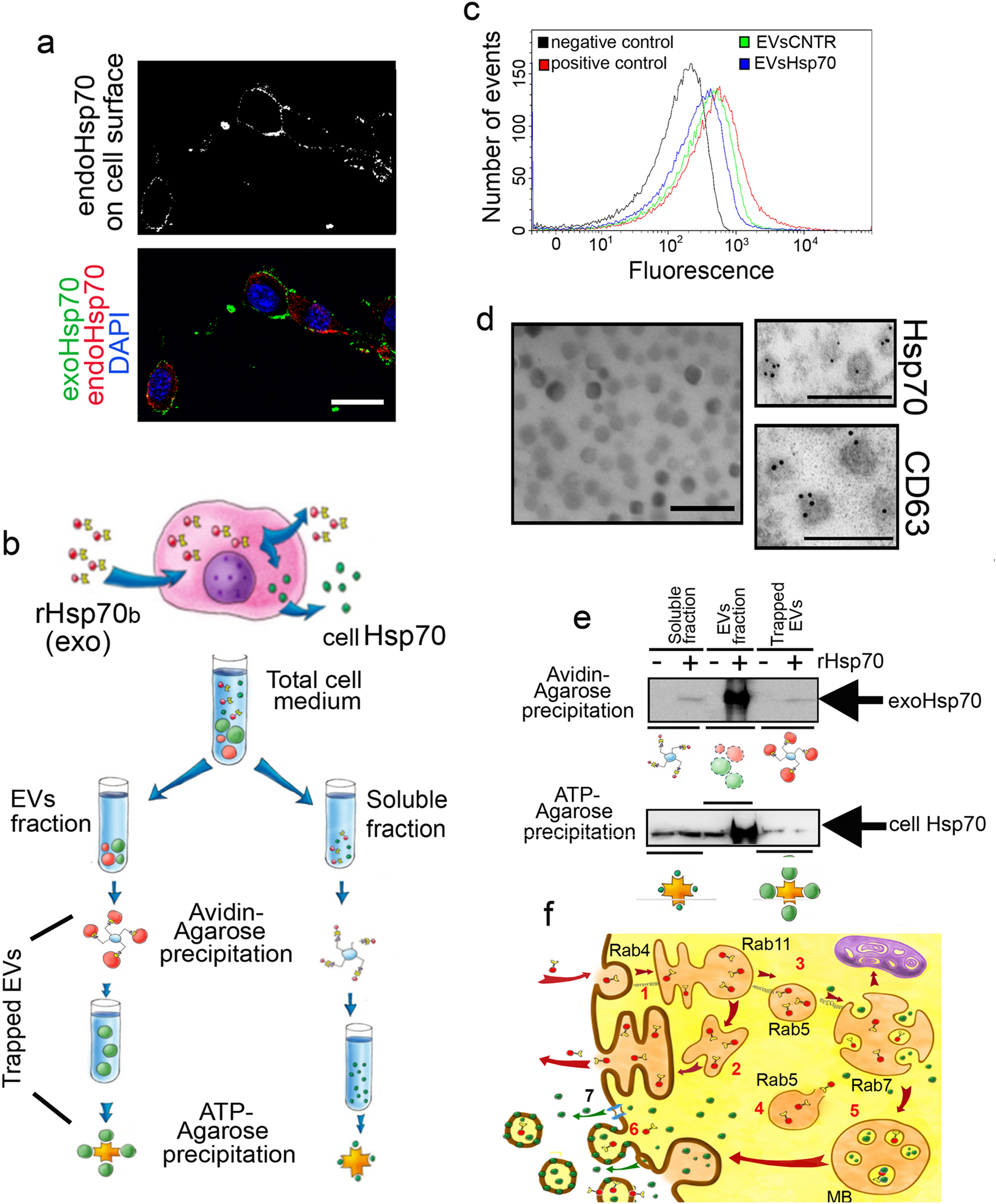 Hsp70-containing extracellular vesicles are capable of activating of  adaptive immunity in models of mouse melanoma and colon carcinoma |  Scientific Reports