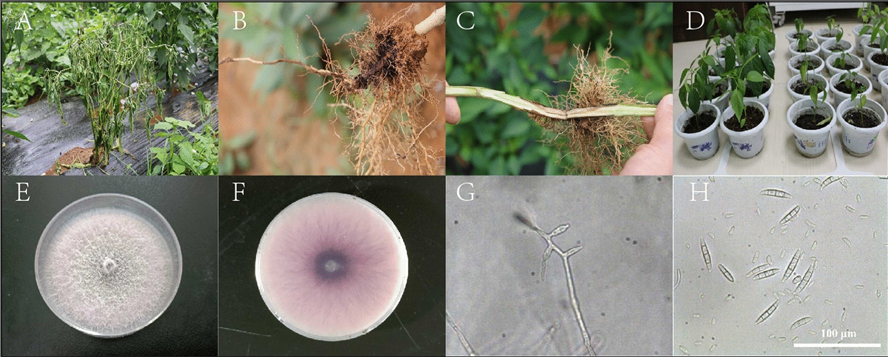Meet the Fungal Parasites of Your Crops and Health - ActivePure Blog