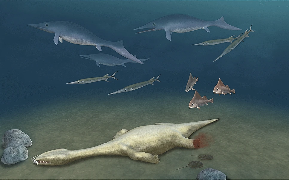 Reconstruction of the injured plachypleurosaur