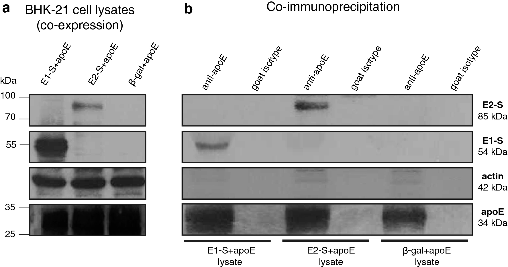 Incorporation of apolipoprotein E into HBV–HCV subviral envelope particles  to improve the hepatitis vaccine strategy | Scientific Reports