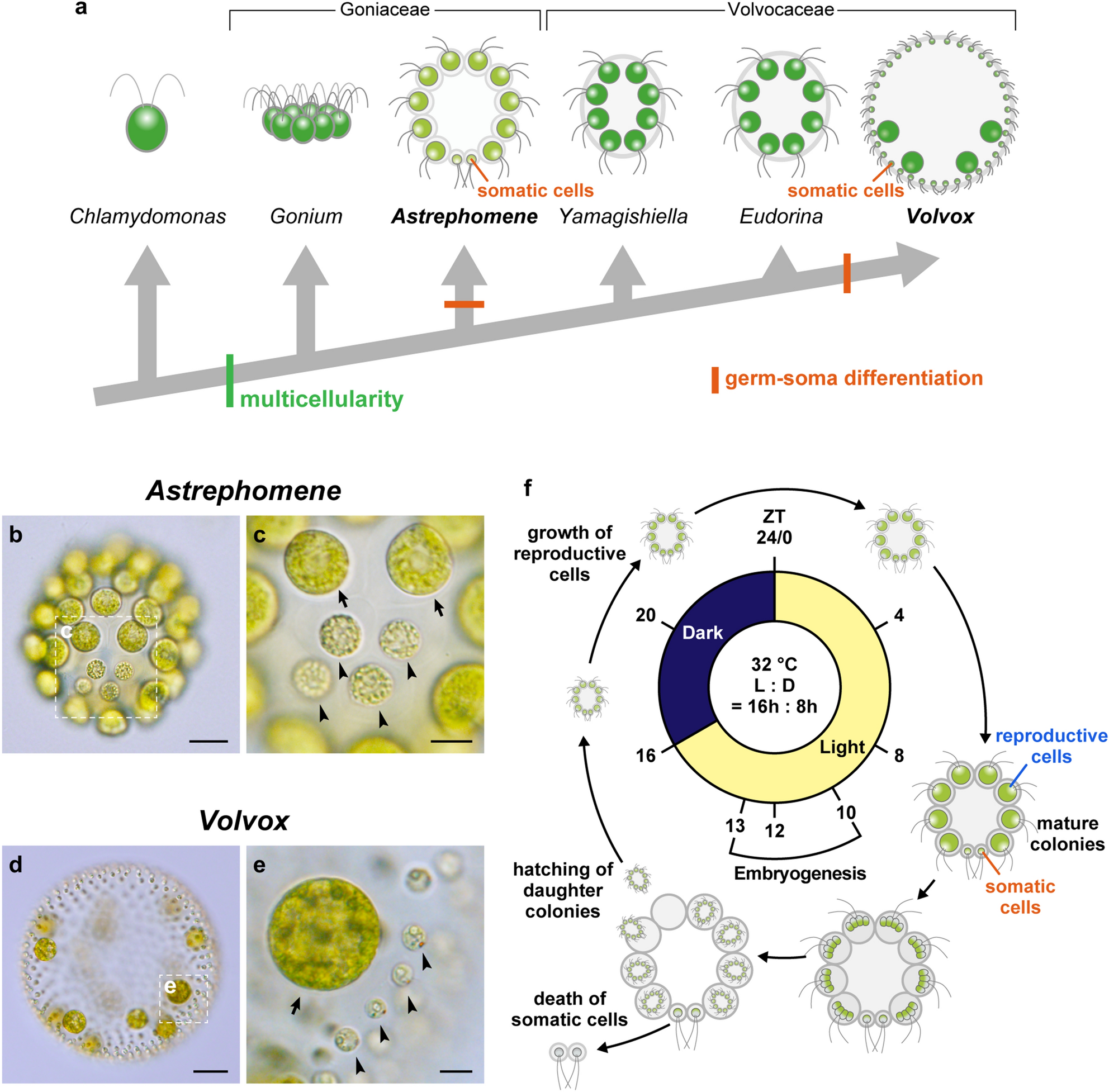 Genome sequencing of the multicellular alga Astrephomene provides insights  into convergent evolution of germ-soma differentiation | Scientific Reports