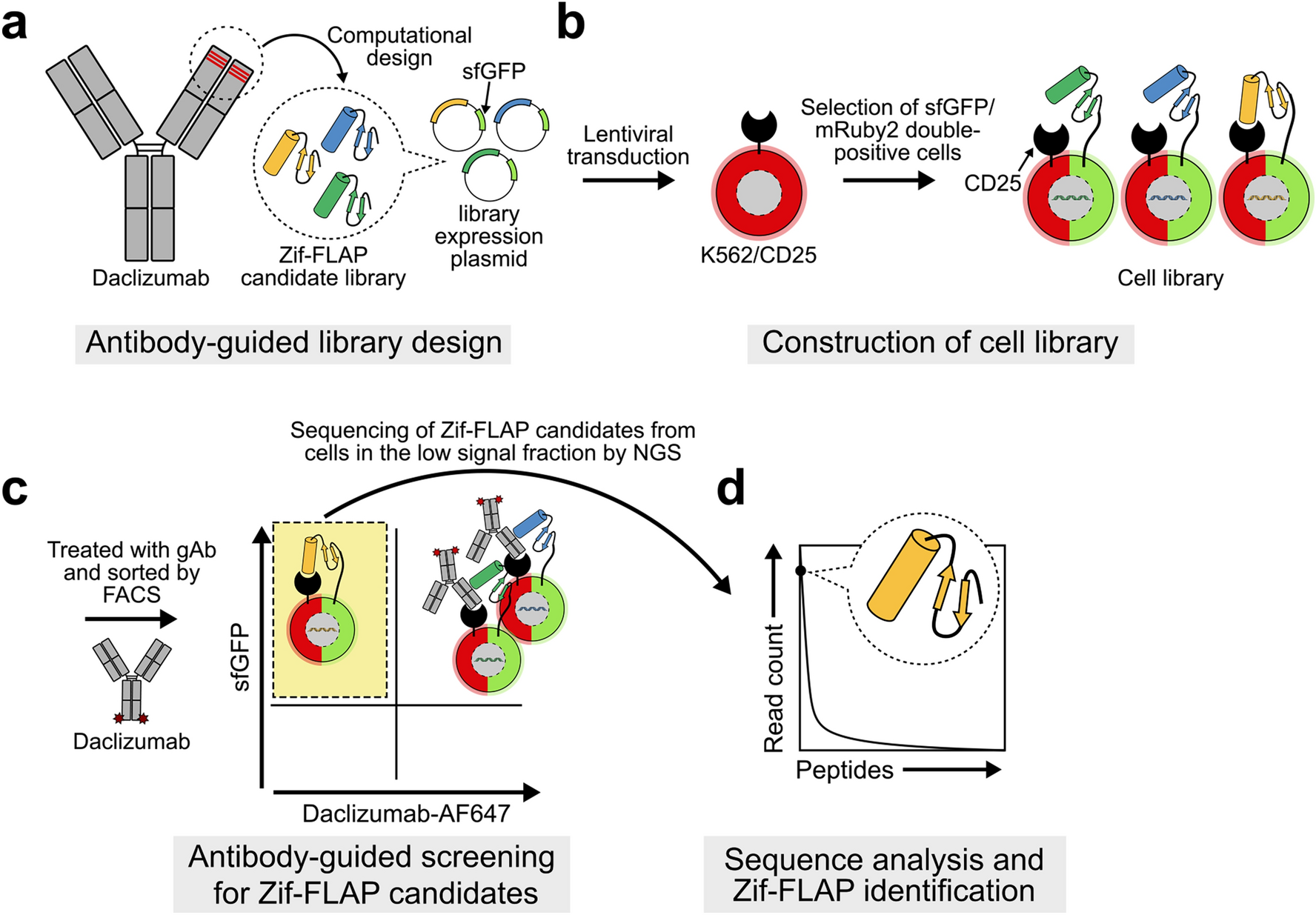 Antibody-guided design and identification of CD25-binding small antibody  mimetics using mammalian cell surface display | Scientific Reports