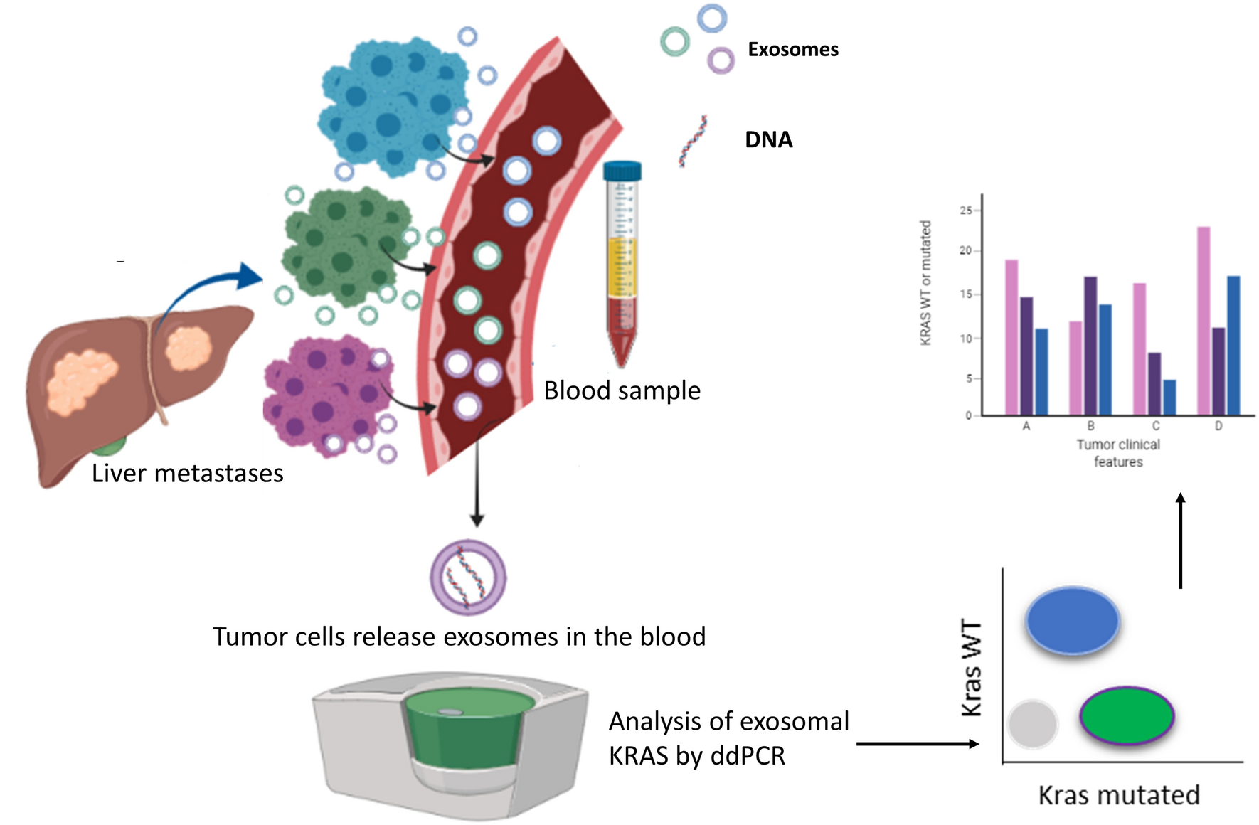 Mutational status of plasma exosomal KRAS predicts the outcome in patients  with metastatic colorectal cancer | Exosome RNA