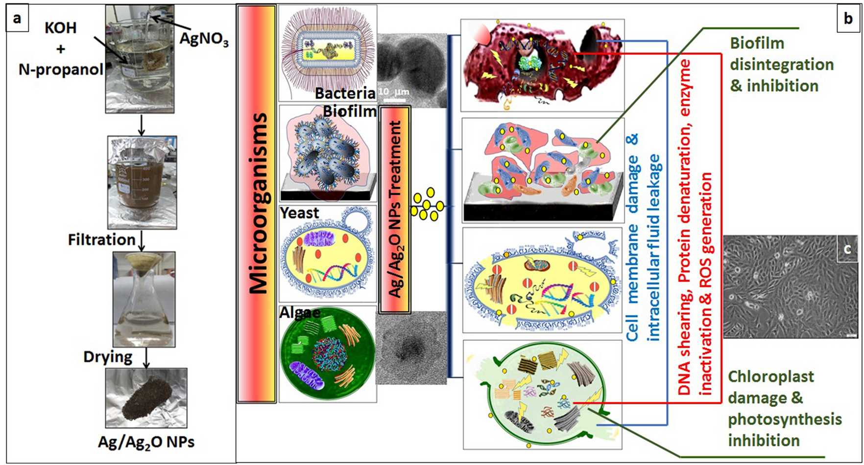One Pot Fabrication Of Ag Ag2o Core Shell Nanostructures For Biosafe Antimicrobial And Antibiofilm Applications Scientific Reports