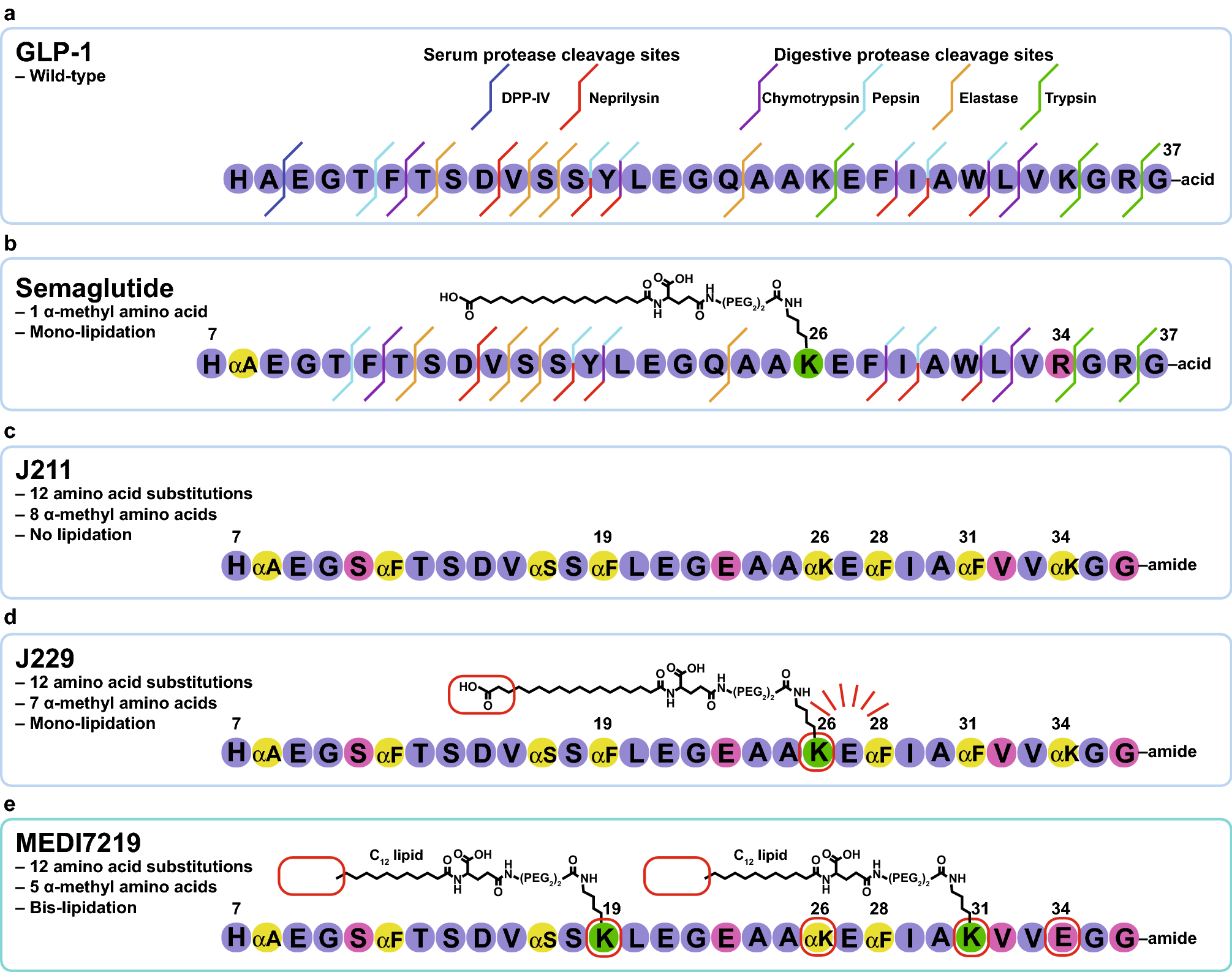 Development of an orally delivered GLP-1 receptor agonist through peptide  engineering and drug delivery to treat chronic disease