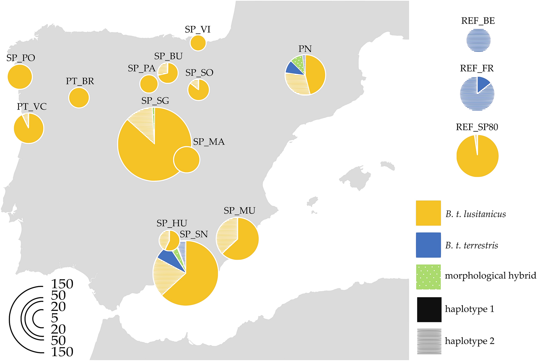 Barry Øst Timor vegne Spatial and temporal patterns of genetic diversity in Bombus terrestris  populations of the Iberian Peninsula and their conservation implications |  Scientific Reports