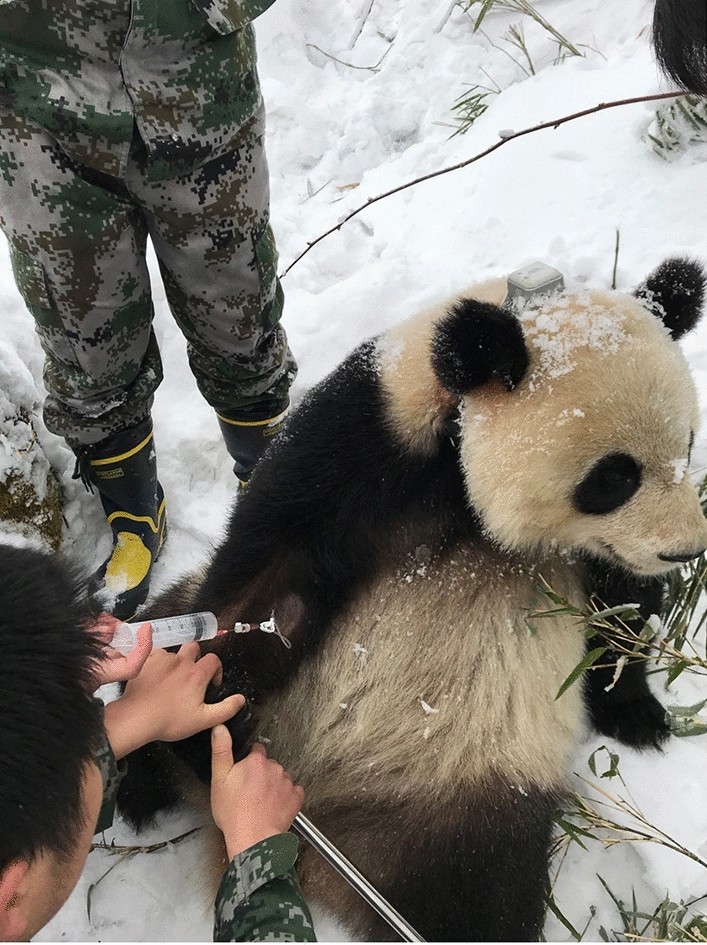 Field metabolic rates of giant pandas reveal energetic adaptations | Scientific Reports Field metabolic rates of giant pandas reveal energetic adaptations | Scientific Reports