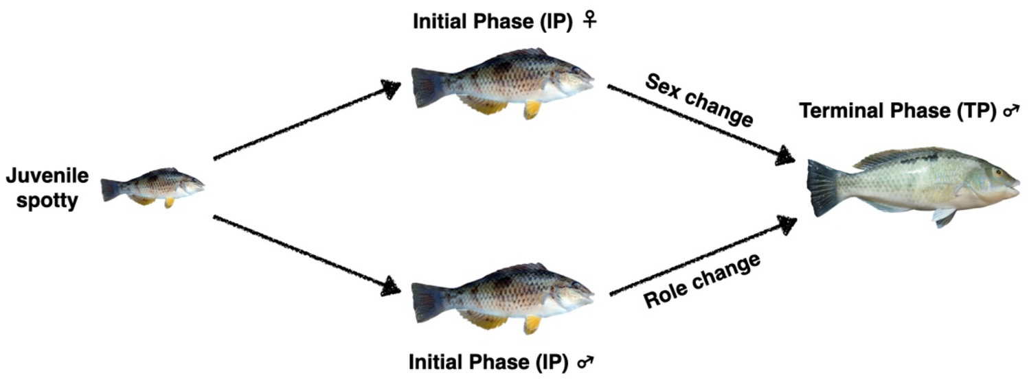 A new experimental model for the investigation of sequential hermaphroditism Scientific Reports pic