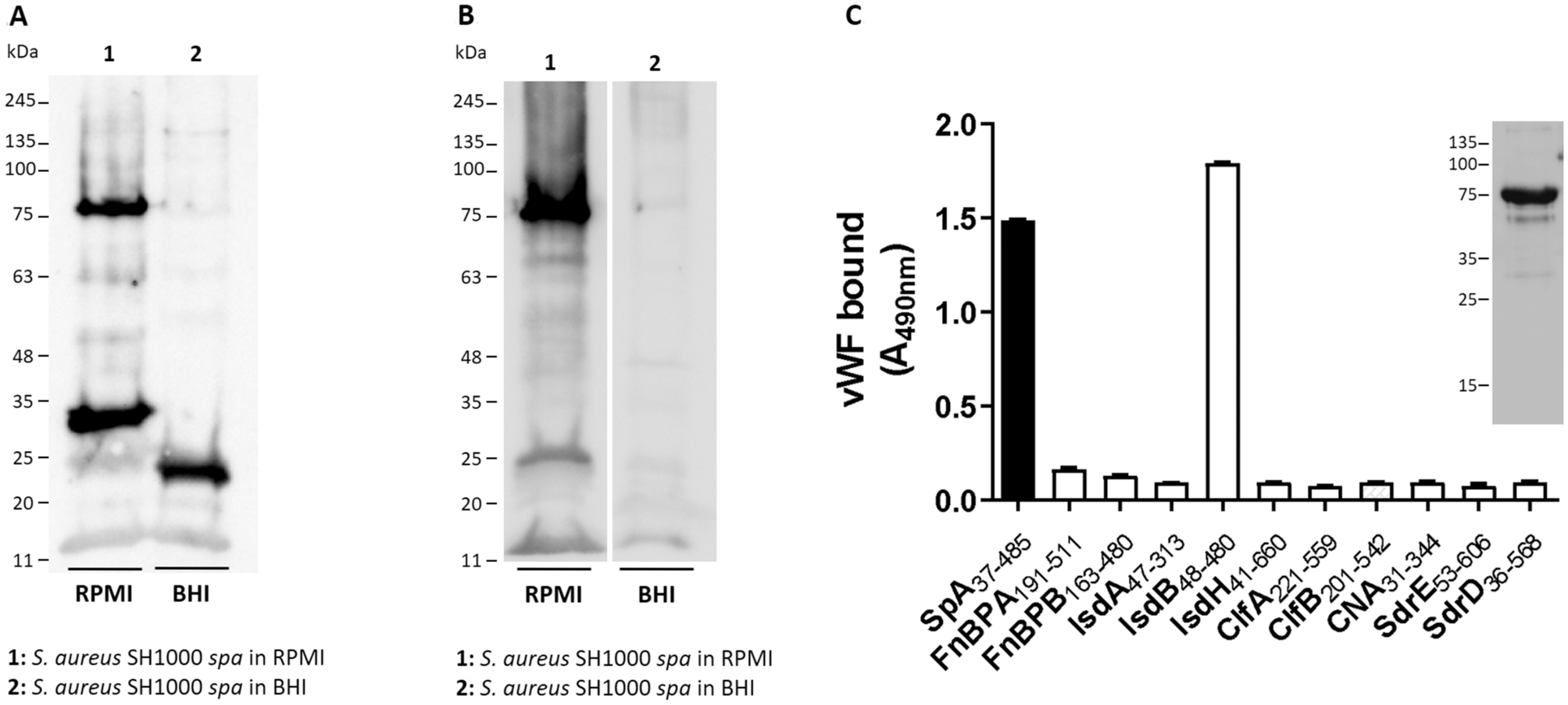 S. aureus enhances replication of SARS-CoV-2 in vitro through the bacterial  iron-regulated surface determinant protein A