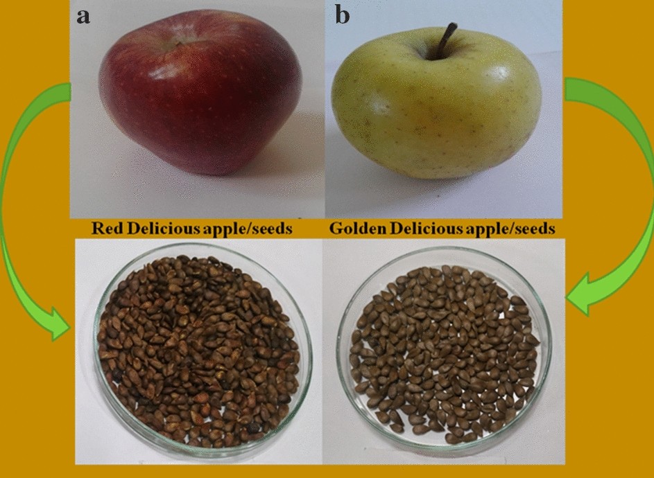 apple seed science fair project