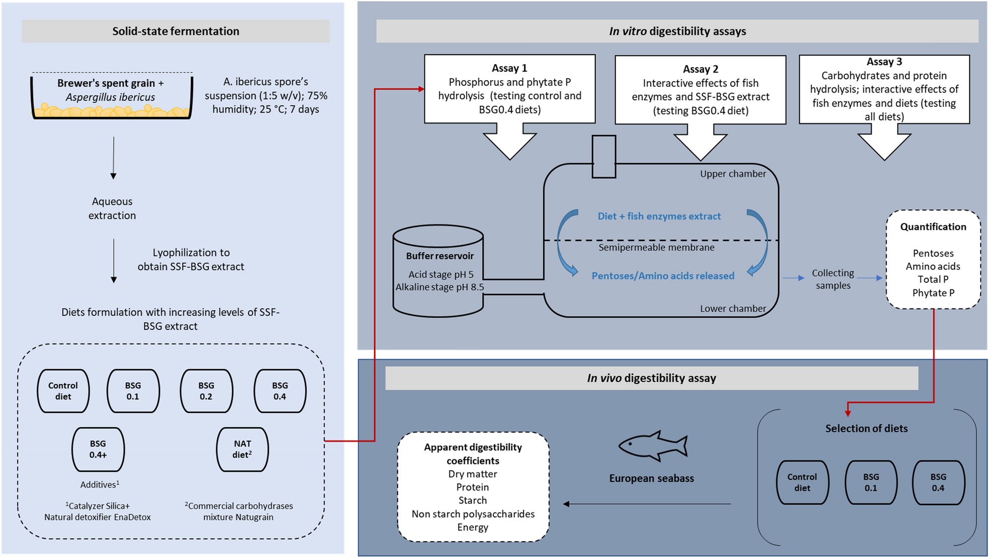 Solid-state fermented brewer's spent grain enzymatic extract increases in vitro and in vivo feed digestibility in European seabass | Scientific Reports Solid-state fermented brewer's spent grain enzymatic extract increases in vitro and in vivo feed digestibility in European seabass | Scientific Reports