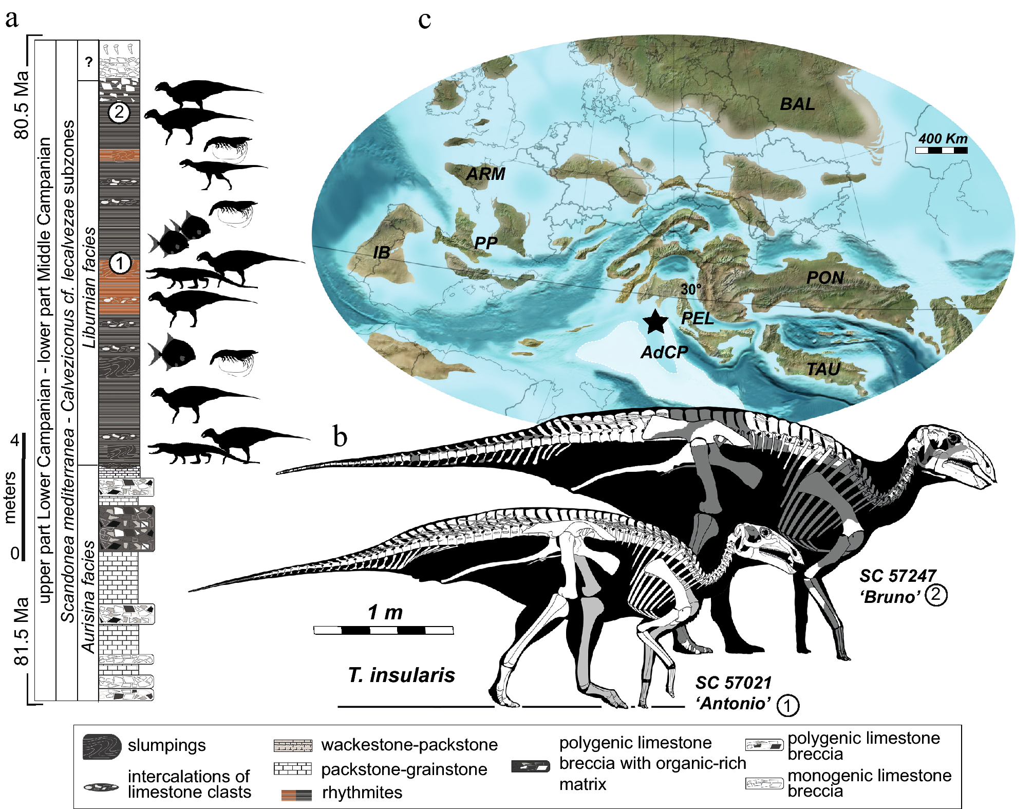 An Italian dinosaur Lagerstätte reveals the tempo and mode of  hadrosauriform body size evolution | Scientific Reports
