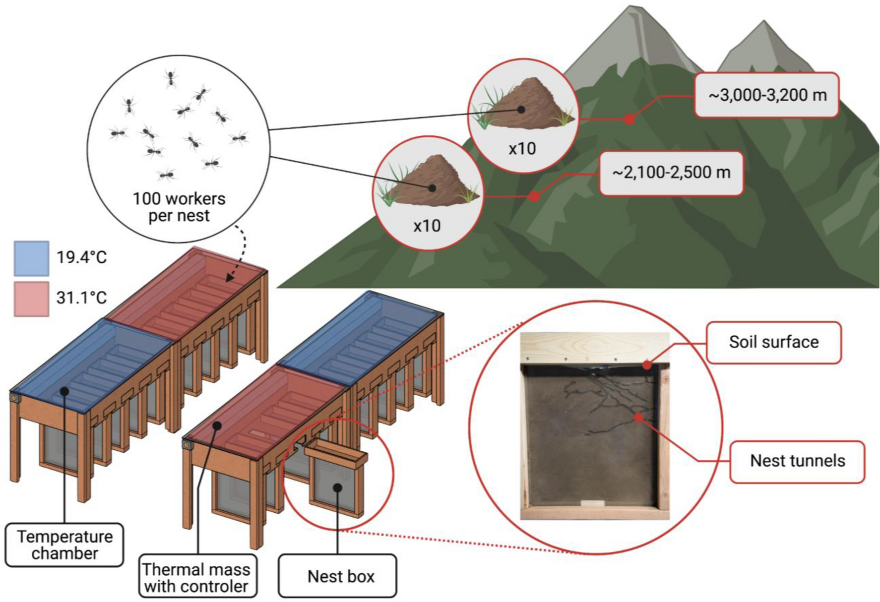 ant colony structure