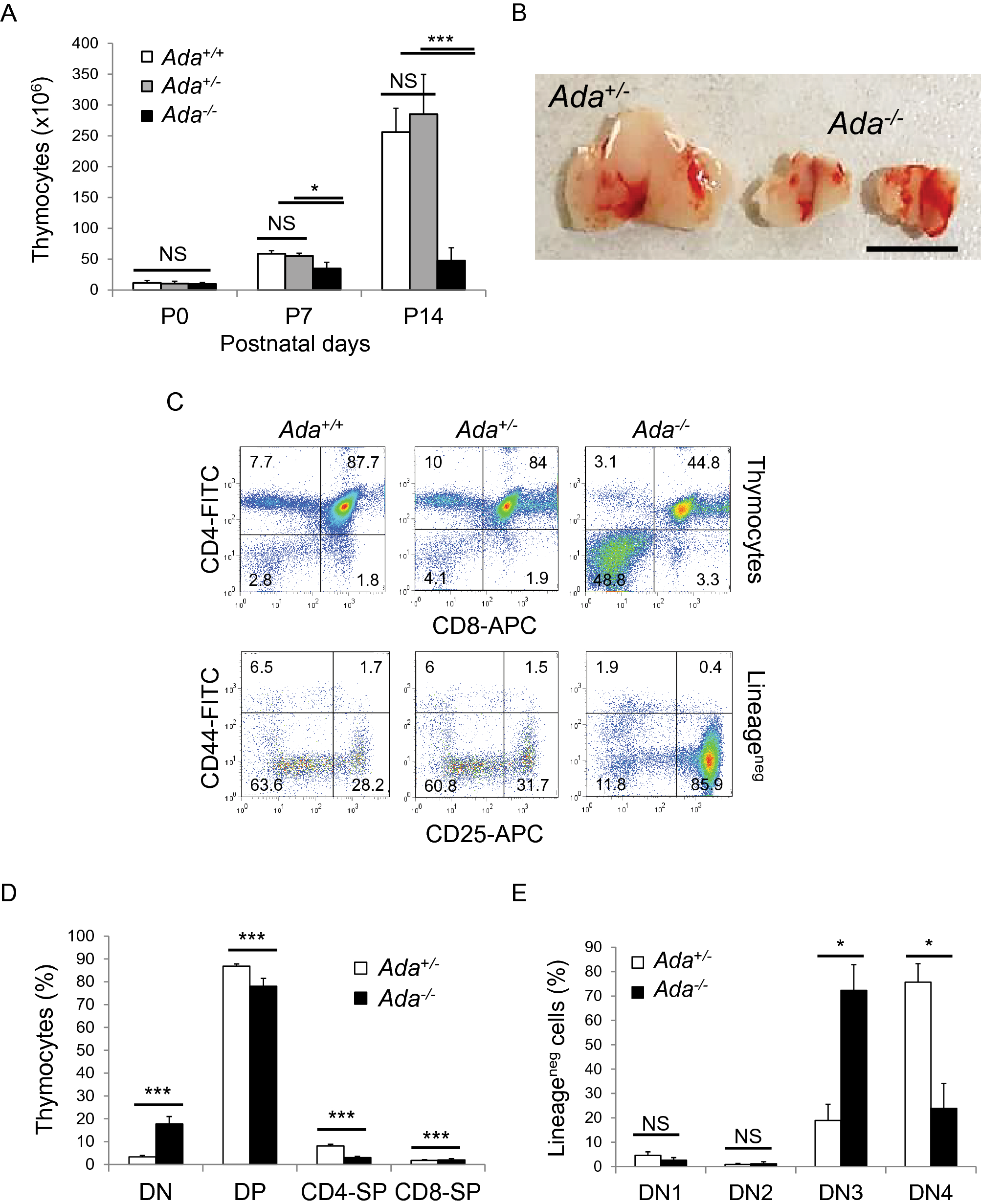 Metabolite and thymocyte development defects in ADA-SCID mice receiving  enzyme replacement therapy | Scientific Reports