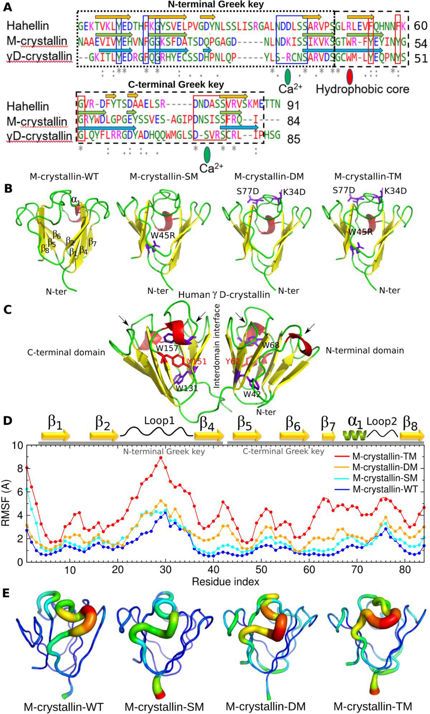 Replica exchange molecular dynamics simulations reveal self-association  sites in M-crystallin caused by mutations provide insights of cataract |  Scientific Reports