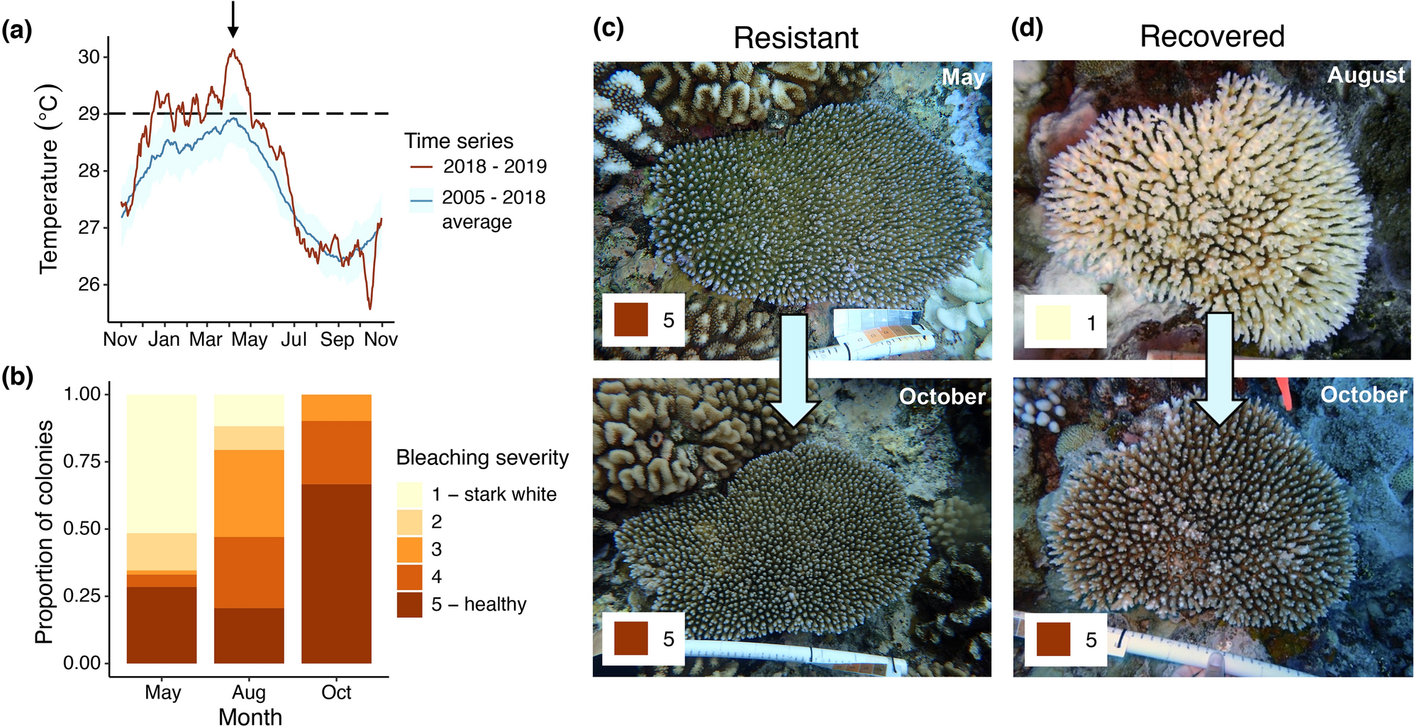 Low-level nutrient enrichment during thermal stress delays bleaching and  ameliorates calcification in three Hawaiian reef coral species [PeerJ]