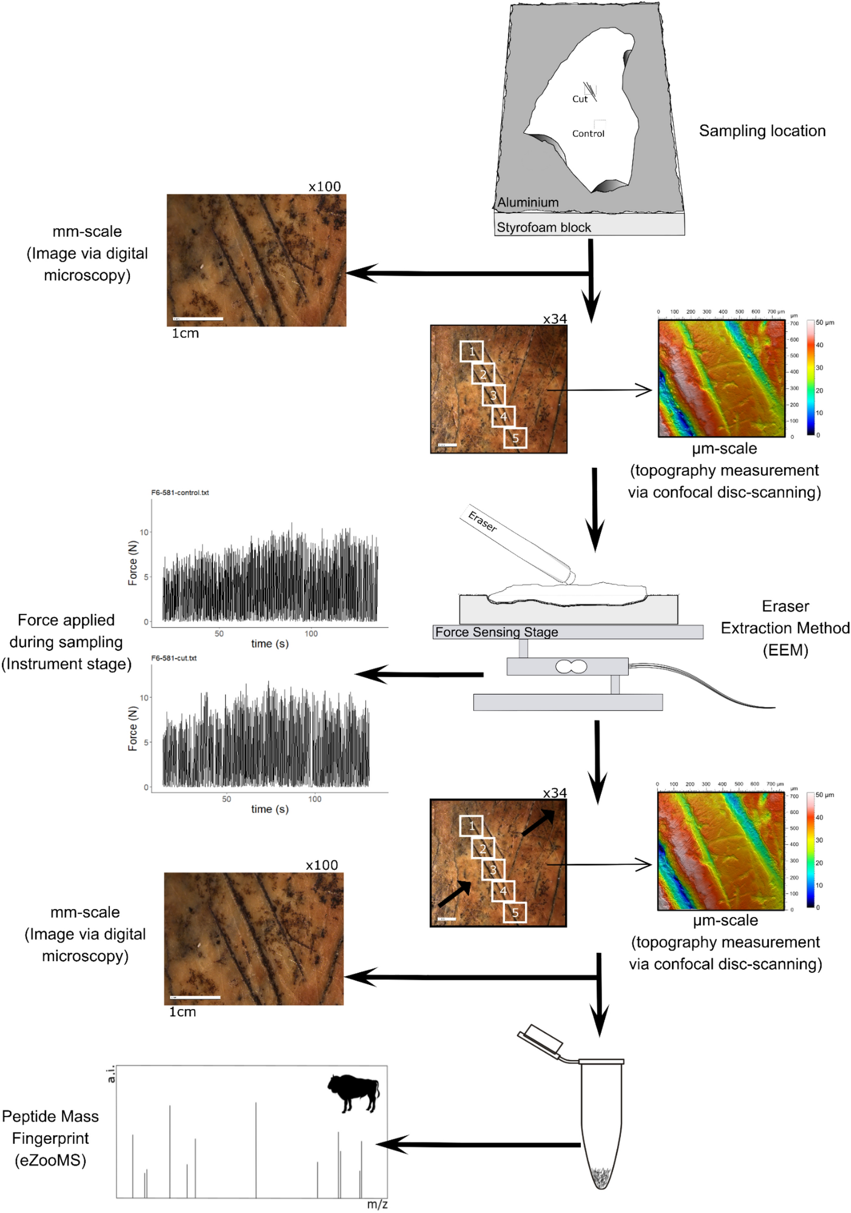 The effect of eraser sampling for proteomic analysis on Palaeolithic bone  surface microtopography