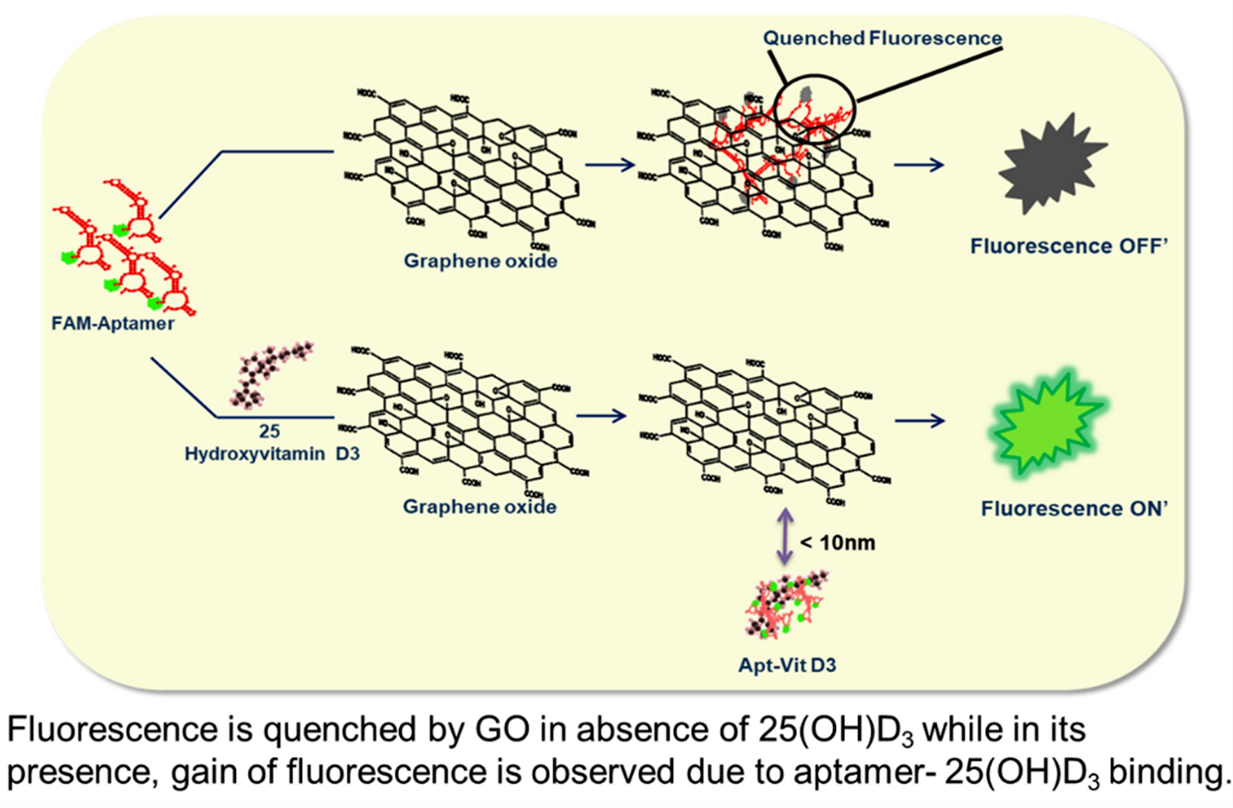 Graphene oxide and fluorescent aptamer based novel biosensor for detection  of 25-hydroxyvitamin D 3 | Scientific Reports