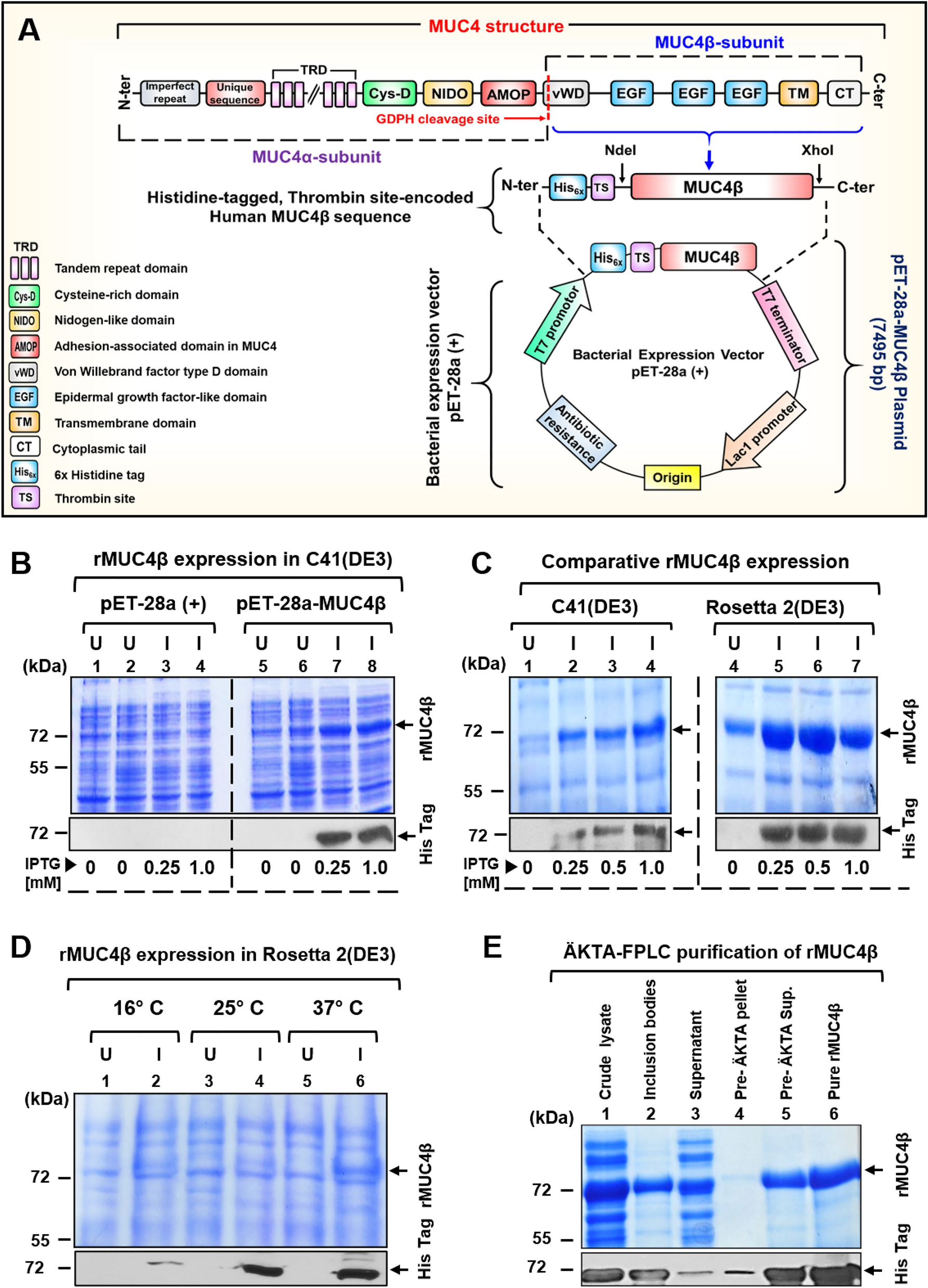 Characterization of recombinant β subunit of human MUC4 mucin (rMUC4β) |  Scientific Reports