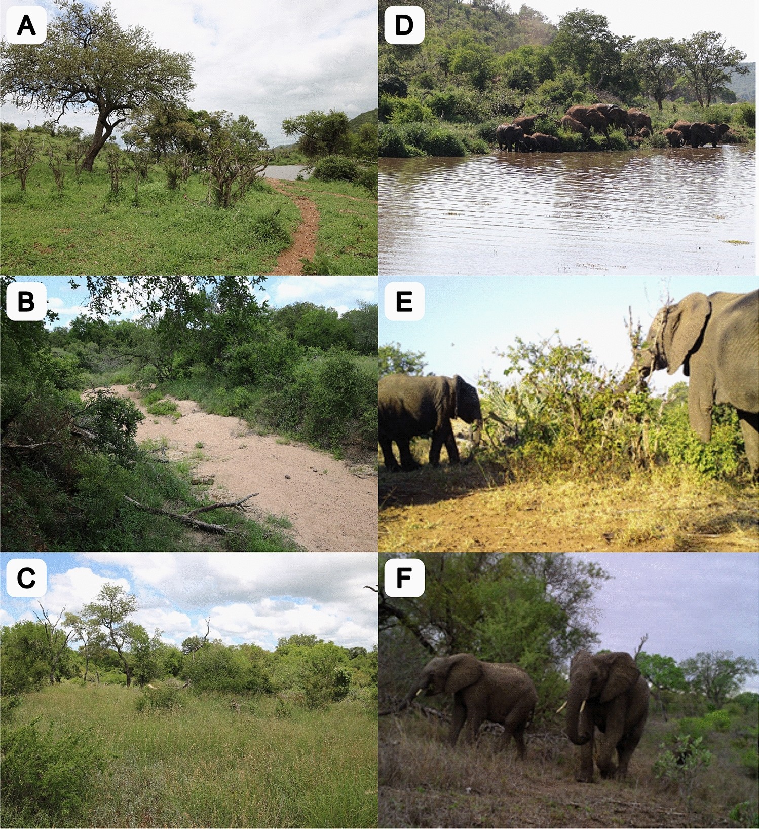 Double stress of waterlogging and drought drives forest–savanna