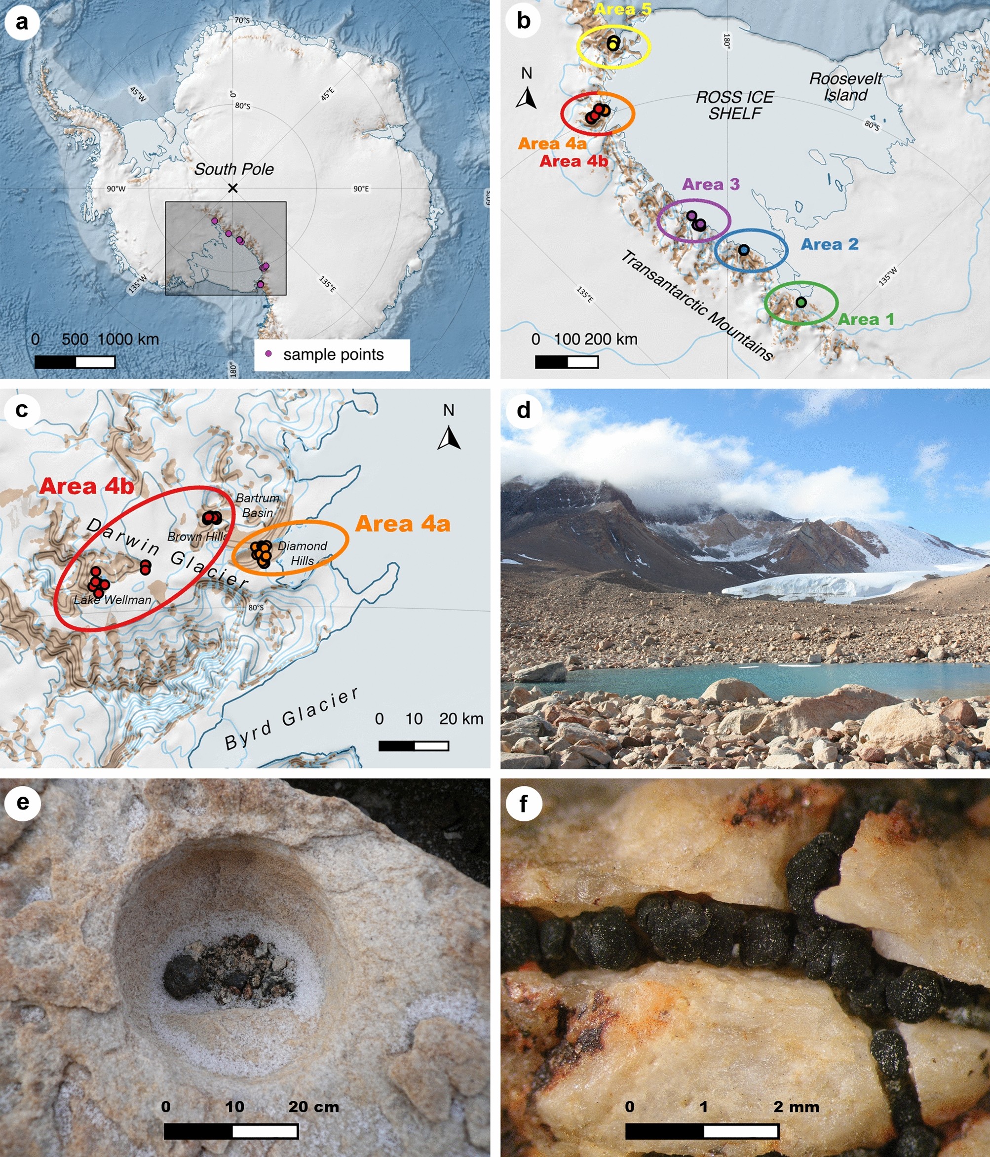 Macroclimatic conditions as main drivers for symbiotic association patterns  in lecideoid lichens along the Transantarctic Mountains, Ross Sea region,  Antarctica | Scientific Reports