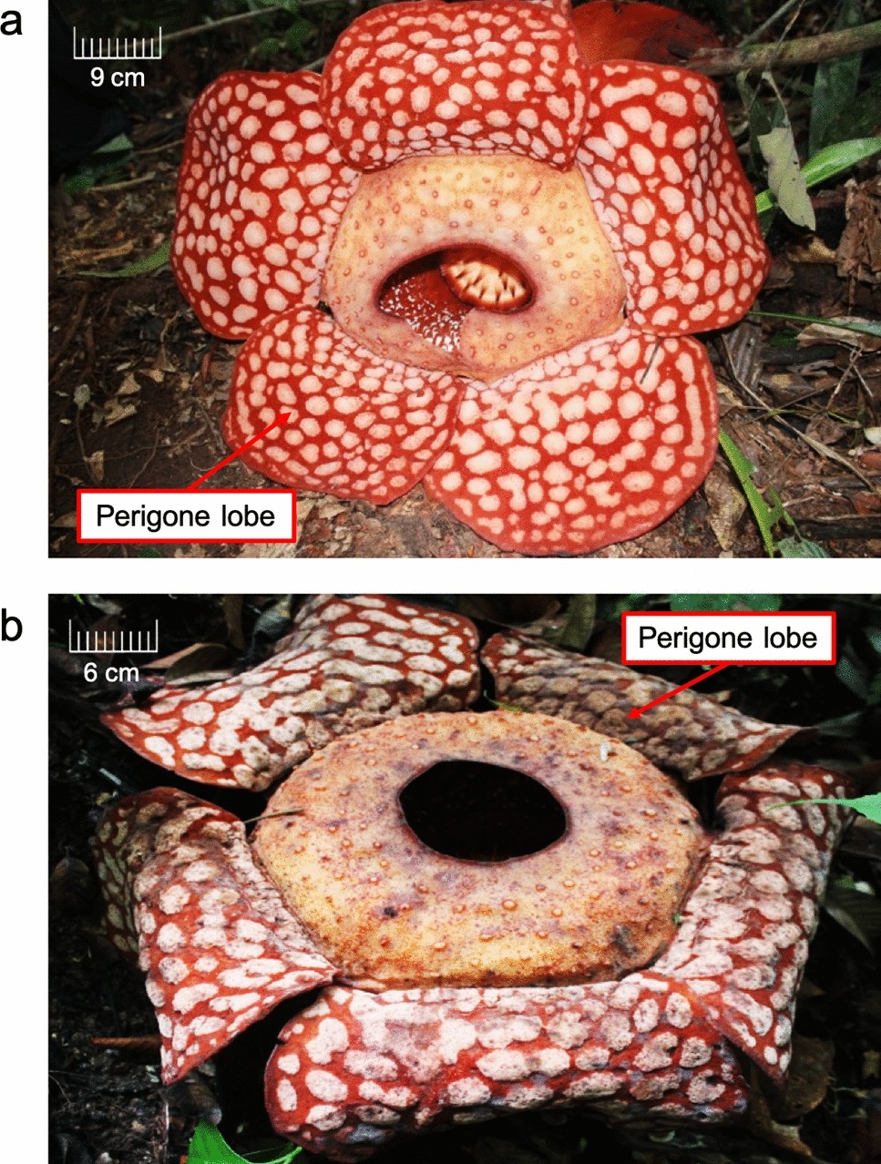 Rafflesia