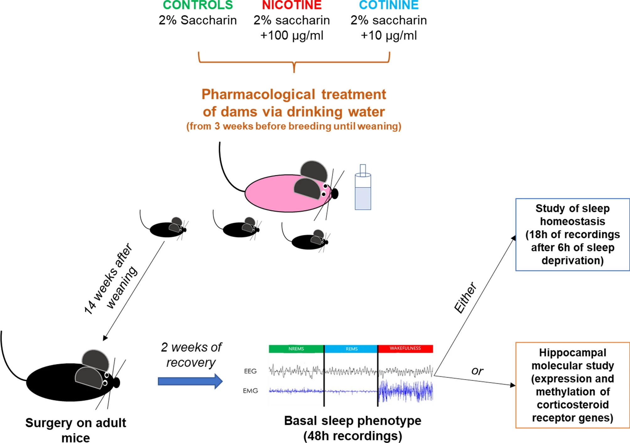 Smoke Exposure in the Early Stages of Life Alters Sleep Patterns in Adults