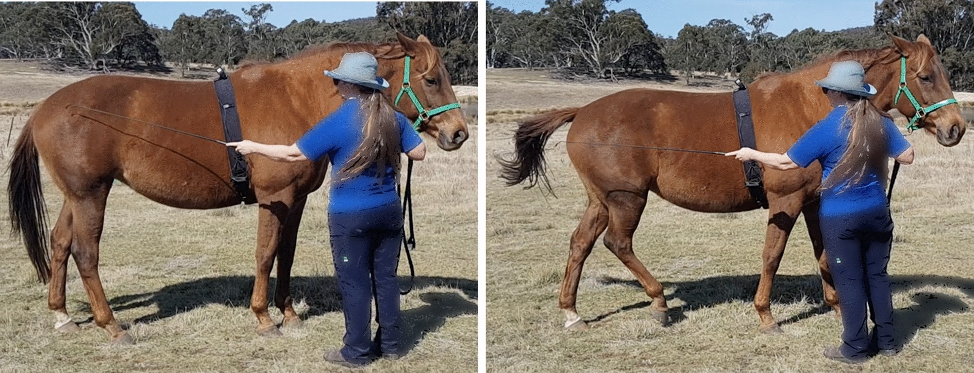 The effect of stress and exercise on the learning performance of horses Scientific Reports